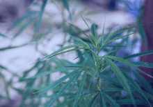 Connecticut Marijuana Tax Revenue 2025.png