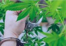 How Many Marijuana Arrests in Connecticut.png